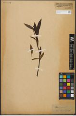 Foto von Salix L.